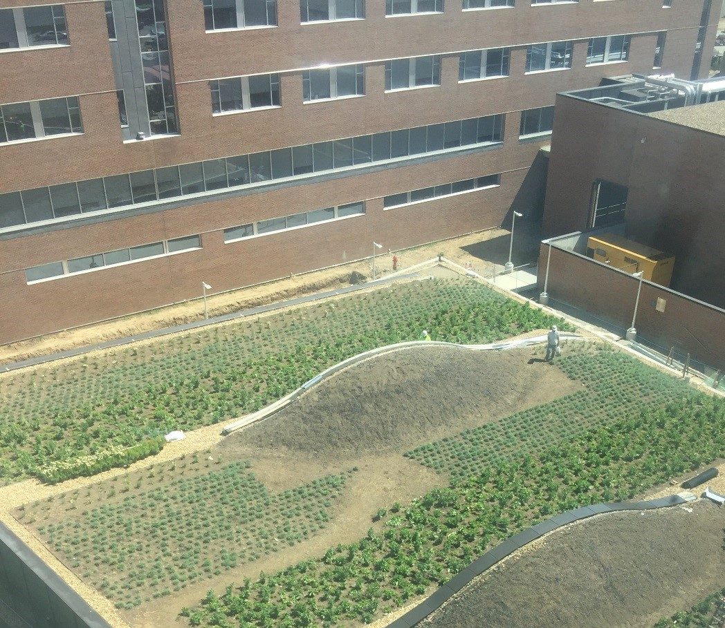 KU health education building green roof